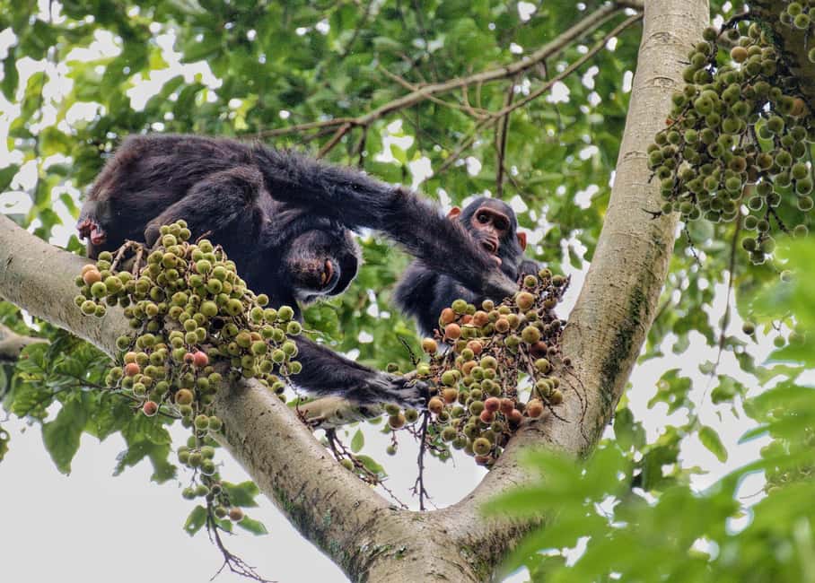 2 Days Nyungwe National Park Tours -Chimp-Canopy-Waterfall - The 50-meter-high canopy walkway