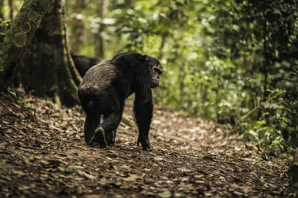 2 Days Nyungwe National Park Tours -Chimp-Canopy-Waterfall - The Ndambarare Waterfall trail