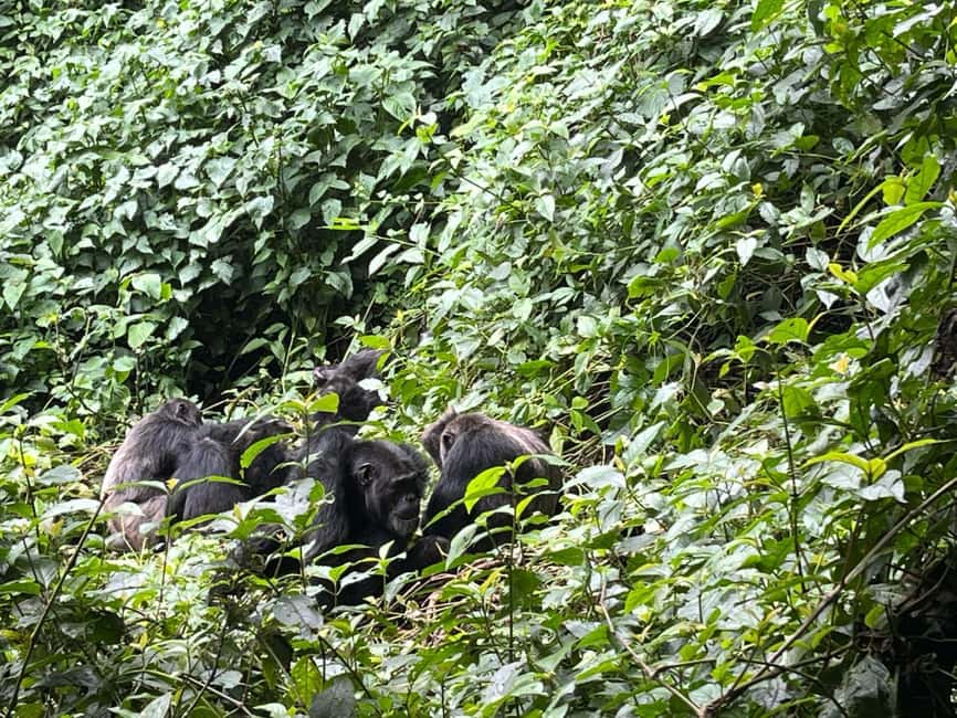 2 Days Nyungwe National Park Tours -Chimp-Canopy-Waterfall - Lunch and the first glimpse of Nyungwe wildlife