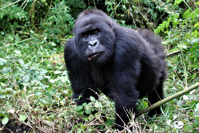 2 days Uganda Gorilla trekking - What the $1,750 price really covers
