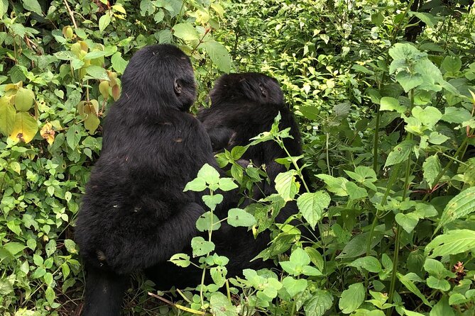 3 Day Gorilla Trek at Bwindi National Park via Kigali - Why the Kigali route works so well