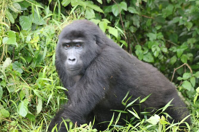 3 Day Gorilla Trek at Bwindi National Park via Kigali - What $1,940 includes, and what it means