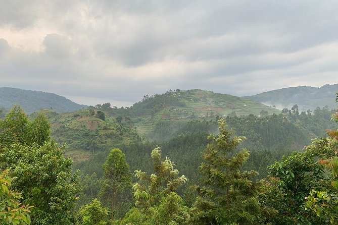 3 Day Gorilla Trek at Bwindi National Park via Kigali - Day 2: The gorilla trek at Bwindi