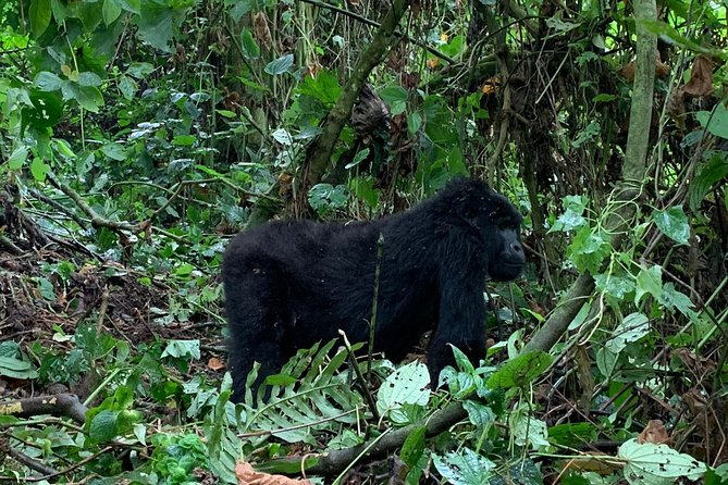 3 Day Gorilla Trek at Bwindi National Park via Kigali - Food, lodging, and the midrange level
