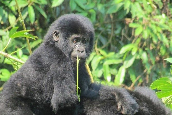 3 Day Kalinzu Chimp Trek and Uganda Gorilla Tour - Why this route works from Kigali