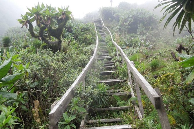 3 Day Kalinzu Chimp Trek and Uganda Gorilla Tour - Day three: gorilla trekking in Bwindi