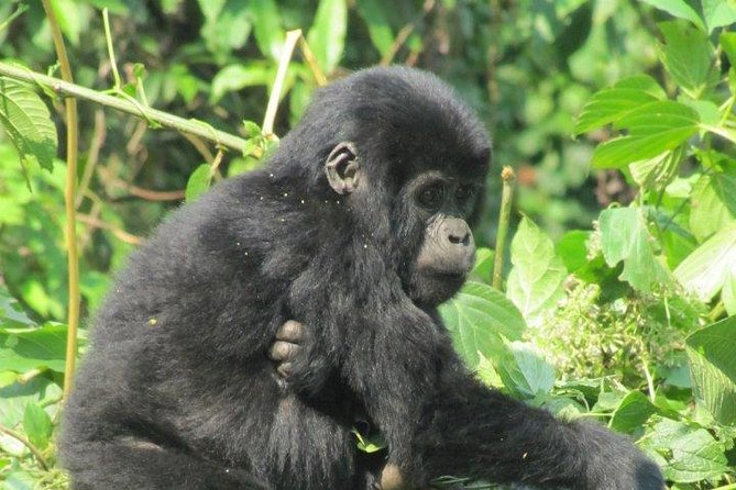 3 Day Kalinzu Chimp Trek and Uganda Gorilla Tour - What the $2,475 price really covers