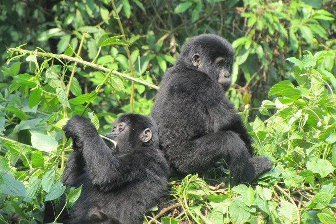 3 Day Kalinzu Chimp Trek and Uganda Gorilla Tour - Guides, communication, and the small-group setup