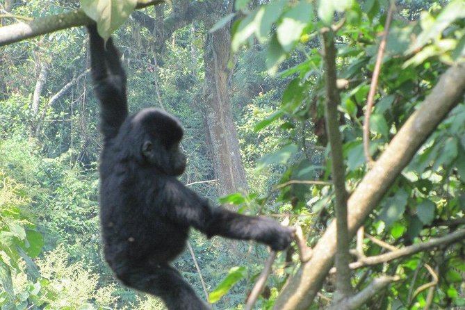 3 Day Kalinzu Chimp Trek and Uganda Gorilla Tour - Fitness, packing, and the realities of a short schedule