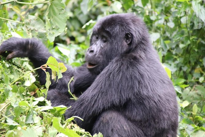 3 Day Kalinzu Chimp Trek and Uganda Gorilla Tour - Who should book this Uganda gorilla and chimpanzee tour?
