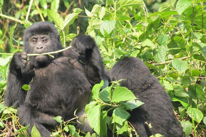3 Day Kalinzu Chimp Trek and Uganda Gorilla Tour - Day one: crossing into Uganda and reaching Queen Elizabeth