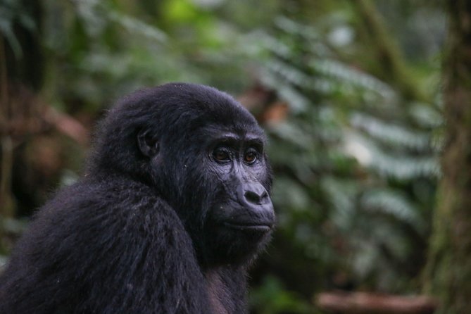 3-Day Rwanda Gorilla Safari - Why this three-day Rwanda safari works