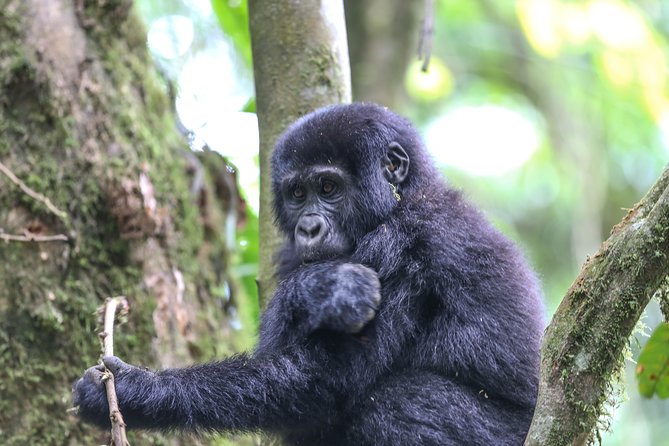 3-Day Rwanda Gorilla Safari - Day 2: The gorilla trek in Volcanoes National Park