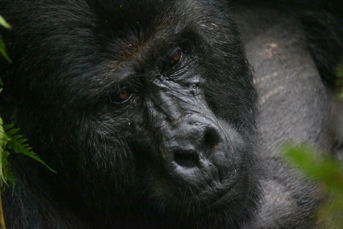 3-Day Rwanda Gorilla Safari - What the $3,746 price really covers