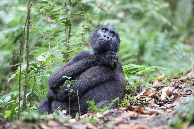 3-Day Rwanda Gorilla Safari - Fitness, clothing, and practical preparation