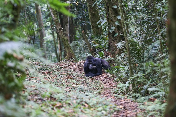 3-Day Rwanda Gorilla Safari - A word about the guides and support team