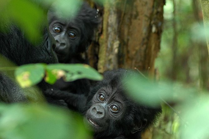 3-Day Rwanda Gorilla Safari - Day 1: Kigali to Kinigi in about three hours