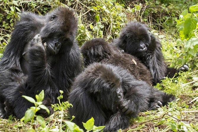 3 Day Rwanda to Uganda gorilla trekking Safari - Key points before you book