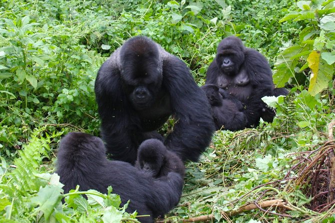 3 Day Rwanda to Uganda gorilla trekking Safari - Why this short safari works