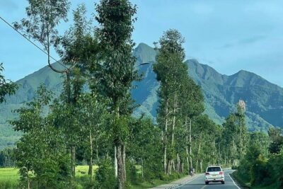 3 Days Gorilla & Golden Monkey Trekking Safaris