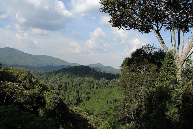 3 Days Nyungwe Natural forest tour in Rwanda - Why Nyungwe Makes a Strong Three-Day Trip
