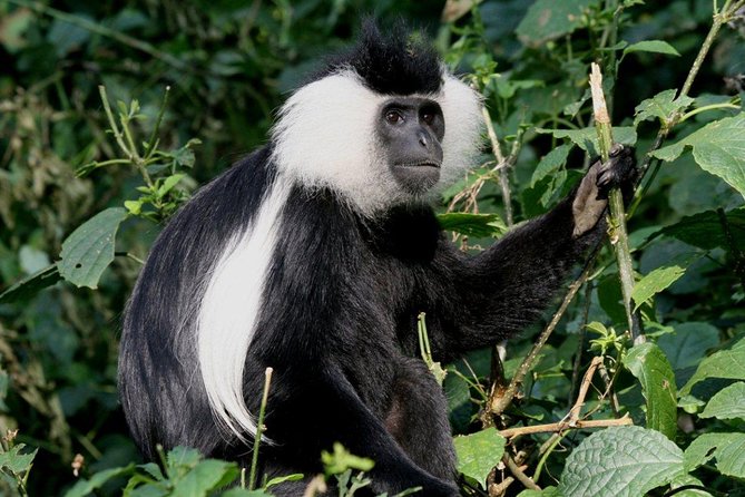 3 Days Nyungwe Natural forest tour in Rwanda - Gisakura Tea Plantations in the Afternoon