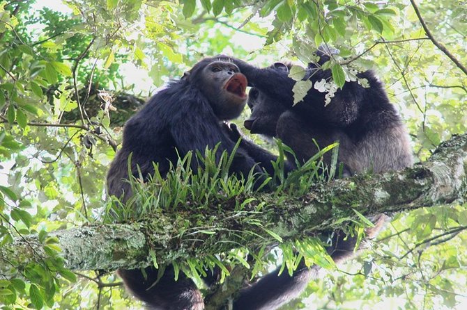 3 Days Nyungwe Natural forest tour in Rwanda - The Canopy Walk: The Tour’s Biggest Highlight