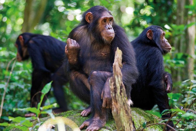 3 Days Nyungwe Natural forest tour in Rwanda - Isumo Waterfall and Forest Wildlife