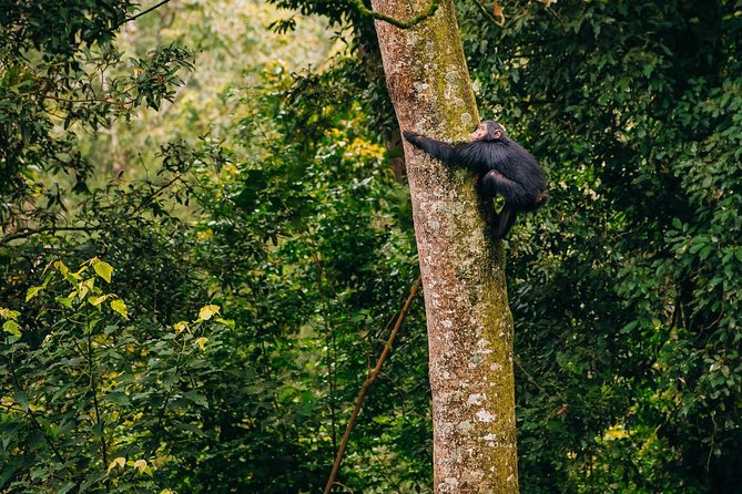 3 Days Nyungwe Natural forest tour in Rwanda - The Third Day and the Return to Kigali