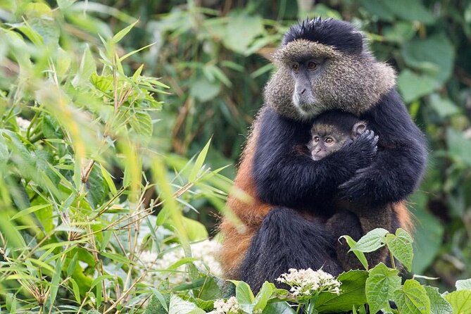 3 Days Private Bwindi Gorillas and Volcanoes Golden Monkey Trek - Key things to know before booking