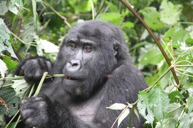 3 Days Private Bwindi Gorillas and Volcanoes Golden Monkey Trek - Day 2: The Bwindi gorilla search