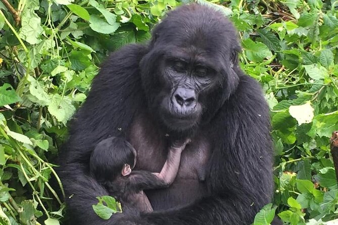 3 Days Uganda Gorilla Trekking Safari - Why this three-day route works