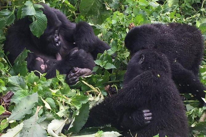 3 Days Uganda Gorilla Trekking Safari - What the trek demands from you