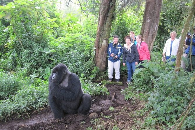 3 Days Uganda Gorilla Trekking Safari - Day 3: Islands, viewpoints, and the return to Kigali