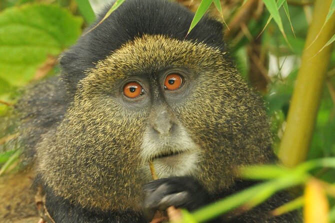 4 Day Golden Monkeys Bwindi Gorillas Wildlife and Chimps Trek - Why this route packs so much into four days