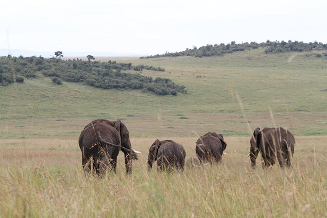 4 Day Golden Monkeys Bwindi Gorillas Wildlife and Chimps Trek - Who should book this trip?