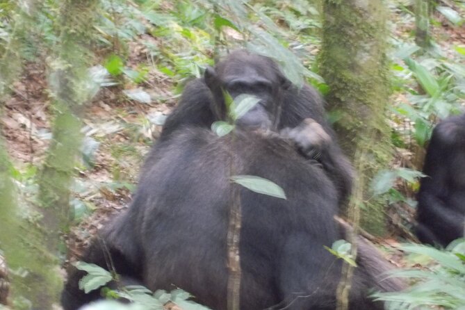 4 Day Golden Monkeys Bwindi Gorillas Wildlife and Chimps Trek - Day one: golden monkeys before the Uganda border