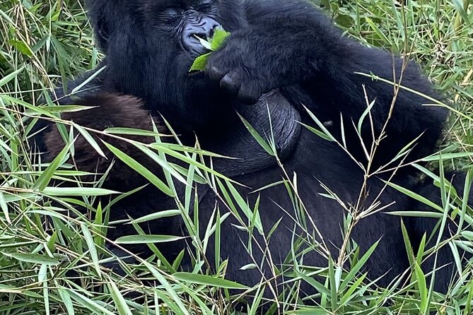 5 Days Akagera and Volcanoes National Park - Gorilla trekking in Volcanoes National Park