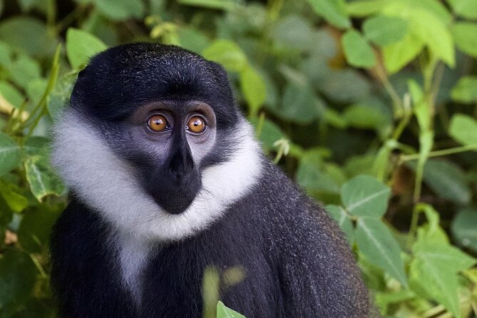 6 days Private Rwanda Primates and Wildlife Experience Tour - Kigali Genocide Memorial before the safari
