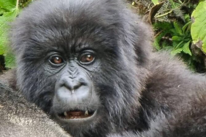 6 days Private Rwanda Primates and Wildlife Experience Tour - Golden monkeys on the final morning