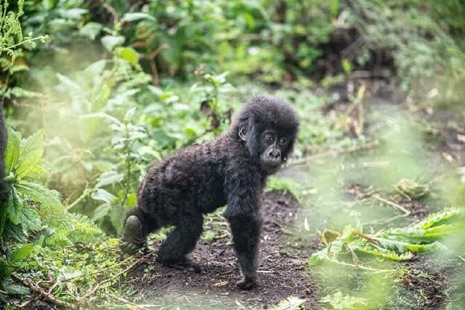 6 days Private Rwanda Primates and Wildlife Experience Tour - What the $7,000 price means