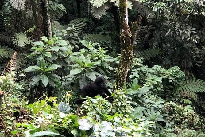 6 Days Rwanda Uganda Budget Wildlife Safari - Why this six-day Rwanda and Uganda safari works