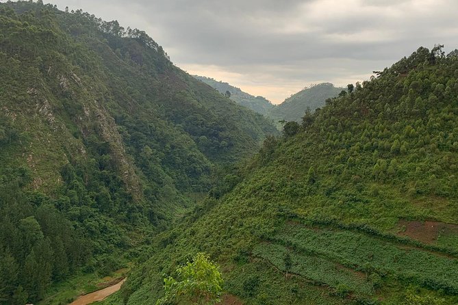 6 Days Rwanda Uganda Budget Wildlife Safari - Day 2: Golden monkeys, then the Cyanika border