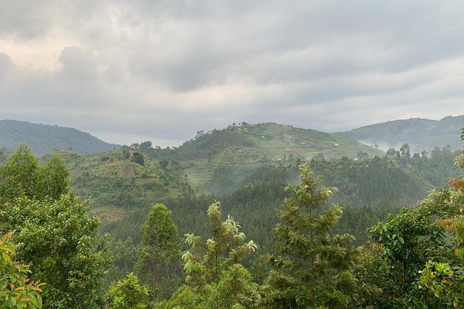 6 Days Rwanda Uganda Budget Wildlife Safari - Day 6: Chimpanzees at Kalinzu and the long return