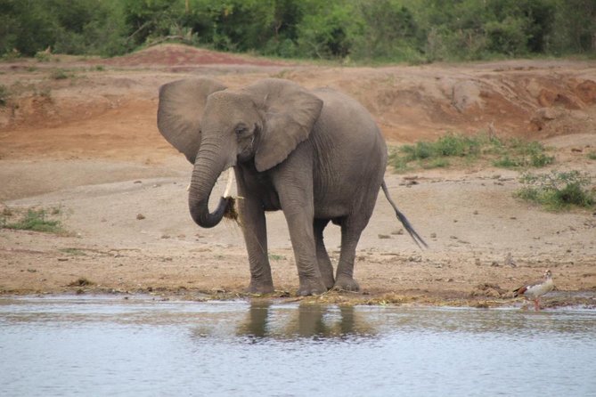 8 Day Gorilla Trek, Wildlife Safari and Chimp Habituation Experience - The five details that shape this safari