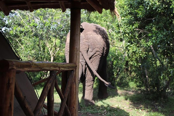 8 Day Gorilla Trek, Wildlife Safari and Chimp Habituation Experience - Why this route works from Kigali to Kampala
