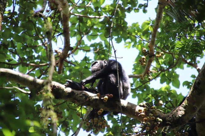 8 Day Gorilla Trek, Wildlife Safari and Chimp Habituation Experience - Day 5: Queen Elizabeth game drives and the Kazinga Channel