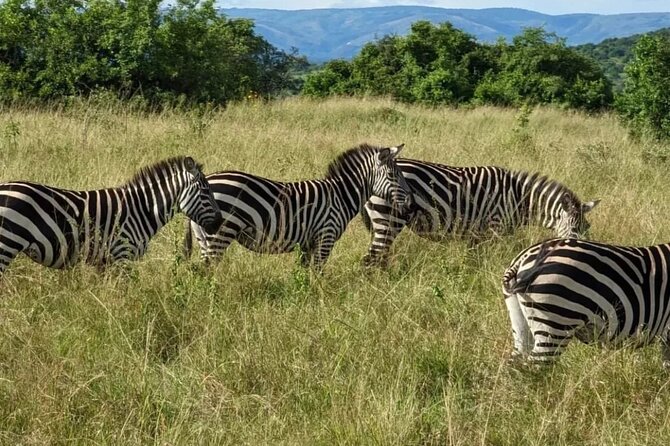 Akagera National Park 1 day Safari Experience - Entering Akagera and getting oriented