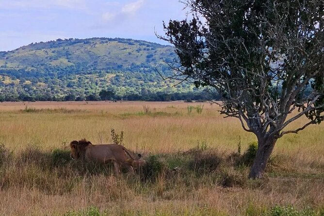 Akagera National Park 1 day Safari Experience - The first game drive: three hours of searching