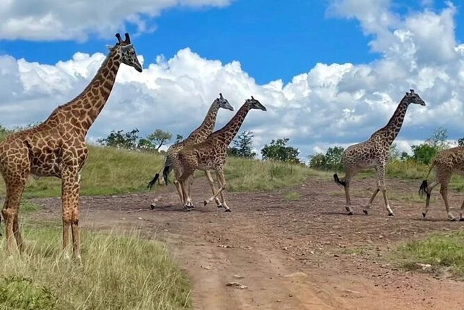 Akagera National Park 1 day Safari Experience - Heading north after lunch